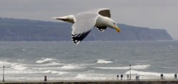 Flying over Whitby Harbour 2 Wallpaper