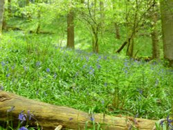 Bluebells Wallpaper