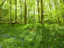 Bluebells Wallpaper