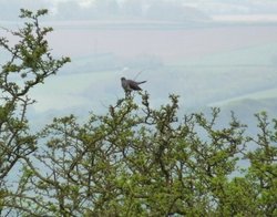 Quantock Hills Wallpaper