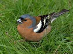 Male Chaffinch Wallpaper