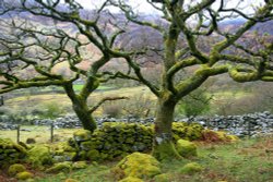 Moss Covered trees near the Roman Steps Wallpaper