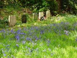 Bluebells in the Churchyard Wallpaper