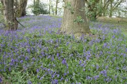 A tour of the Bluebell woods Wallpaper