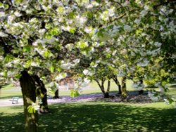 Valley Gardens Spring 2010