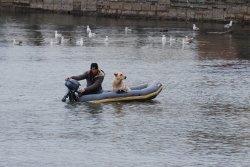 Sea dog