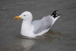 Herring Gull Wallpaper