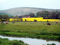 Riverside  meadow