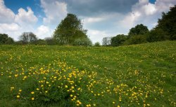 Buttercups on the Westwood Wallpaper