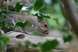 Grey Squirrel Wallpaper