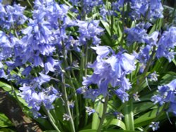 Bluebells Wallpaper