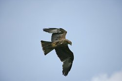 The Hawk Conservancy, Weyhill, Hampshire Wallpaper