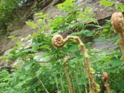 Coiled shrub Wallpaper