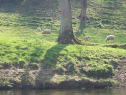 Pheasant and sheep Wallpaper