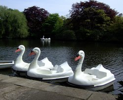 Swan Boats Wallpaper