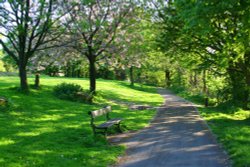 John Smith's Park blossom Wallpaper