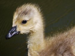 Gosling along the Canal by Gosty Hill tunnel Wallpaper