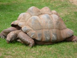 Giant Tortoise Wallpaper