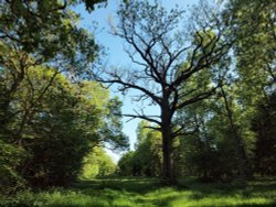 Runt's Wood, near Botolph Claydon, Bucks Wallpaper