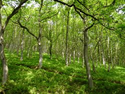 Quantock Hills Wallpaper