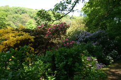 The shrub garden. Wallpaper