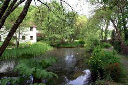 The pond. Wallpaper