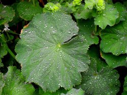 Ladies Mantle in the rain Wallpaper