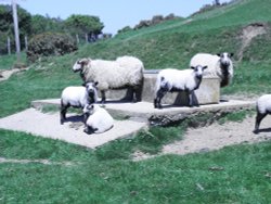 Sheep in Seatown Wallpaper