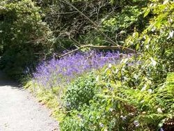 Bluebells at Trevarno Garden Wallpaper