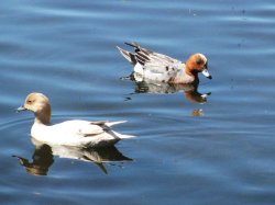 Mr and Mrs Pochard Wallpaper