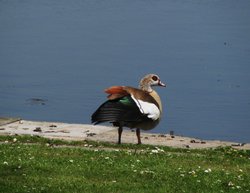 Egyptian Goose at Filby Broad Wallpaper