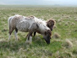 Dartmoor pony Wallpaper