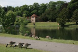 Canada Geese on the Riverbank at Reading Wallpaper