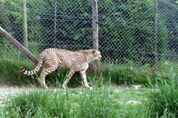 On the prowl at Exmoor Zoo. Wallpaper