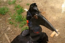 Hornbill at Exmoor Zoo. Wallpaper