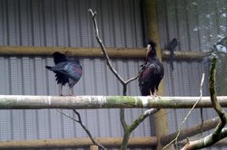 Ibis? Exmoor Zoo Wallpaper