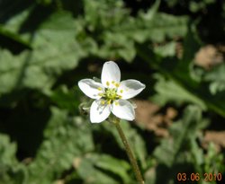 Wildflower Wallpaper