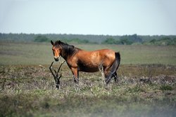 New Forest, Hampshire Wallpaper