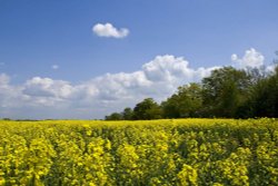 Field near Fradley Junction Wallpaper