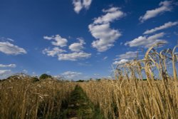 Path from Fradley to Alrewas Hayes Wallpaper