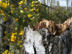 Whitmore Common, Worplesdon close up Wallpaper