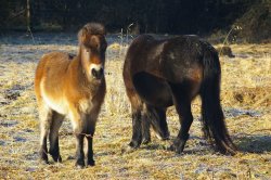 Dartmoor pony and foal Wallpaper