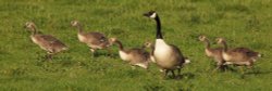 Goslings near Padbury, Bucks. Wallpaper