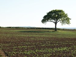 Lone tree near Botolph Claydon, Bucks.