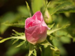 Dog rose bud near Padbury, Bucks. Wallpaper