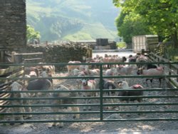 Farm in Buttermere in the Lake District Wallpaper