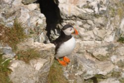 Puffin on Bempton cliffs Wallpaper