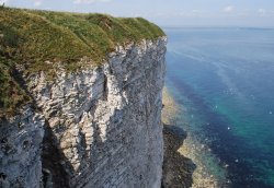 Bempton Cliffs Wallpaper