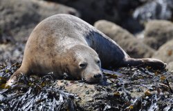 Grey seal on Filey Brigg Wallpaper