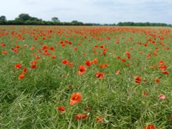 Poppies